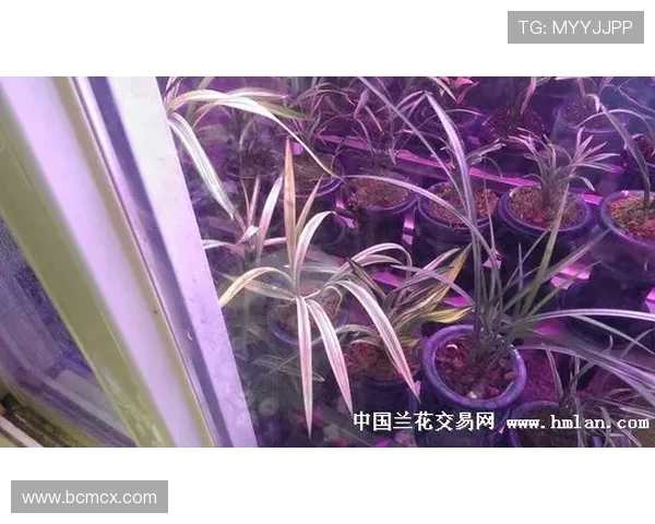 樱花与鸟栖激战正酣直播盛况回顾与精彩瞬间分享